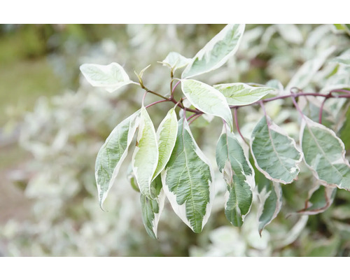 Dekorativt kornellgren med grön-vit variegerade blad