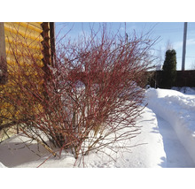 Röd kornell i vinterträdgården under snö