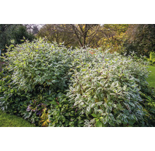 Hortensia med vitbrokiga kornellbuskar