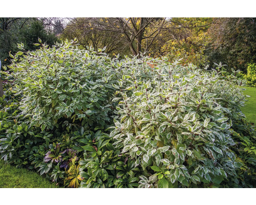 Hortensia med vitbrokiga kornellbuskar
