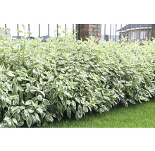 Dekorativ brokbladig kornell som häck i trädgården.