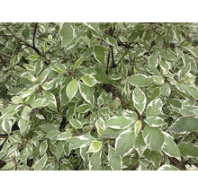 Kornell med grön- och vitrandiga blad.