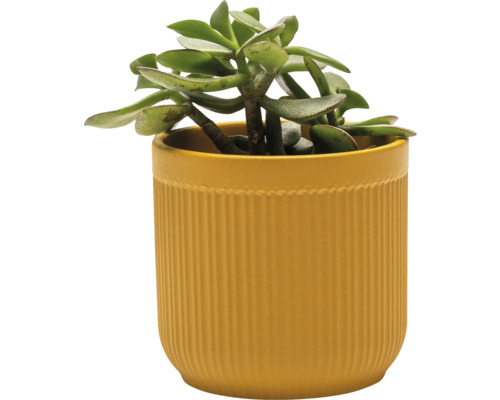 Inomhusväxt i räfflad kruka