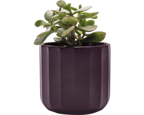 Inomhusväxt penningträd i blomkruka