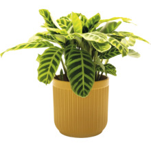 Inomhusväxt Calathea i kruka