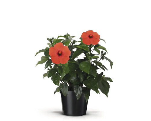 Hibiskus i kruka med röda blommor