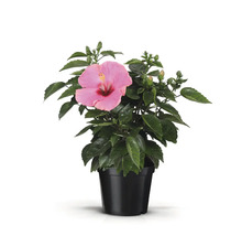 Hibiskus i kruka med blomma och blad