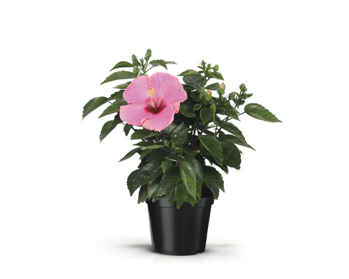 Hibiskus i kruka med blomma och blad