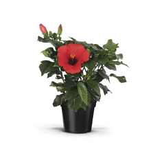 Hibiskus i kruka