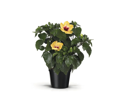 Hibiskus i kruka med gula blommor