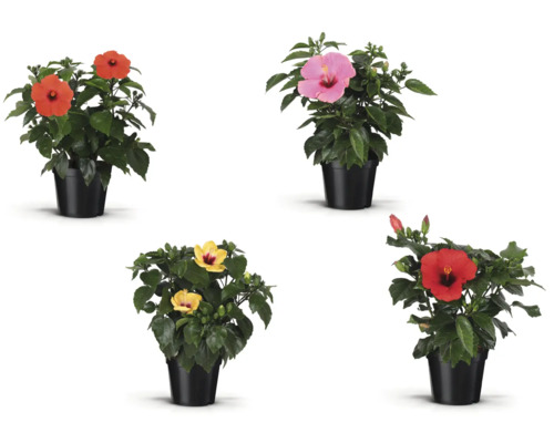 Hibiskusblommor i olika färger i kruka