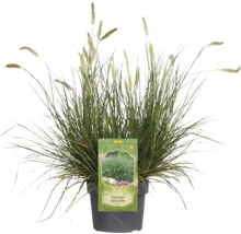 Pennisetum Alopecuroides i kruka