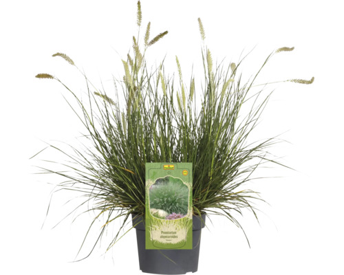 Pennisetum Alopecuroides i kruka