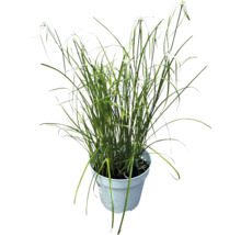 Cyperusgräs i kruka