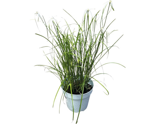 Cyperusgräs i kruka