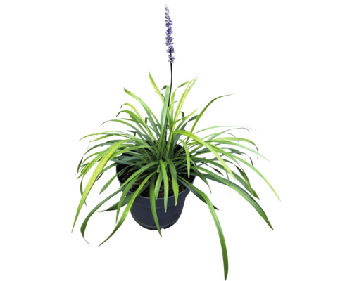 Liriope Muscari växt i kruka