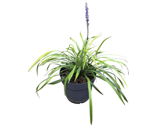 Liriope gräs med blomma i kruka
