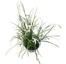 Korgblommiga växter i kruka