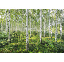 Björkskog med grön vegetation