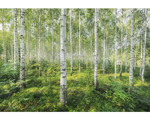 Björkskog med grön vegetation
