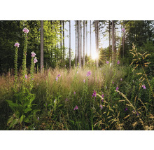 Skogsscen med blommande fingerborgsblommor och höga träd i solljus