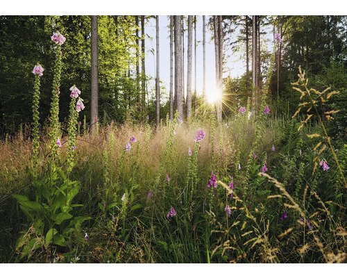 Skogsscen med blommande fingerborgsblommor och höga träd i solljus