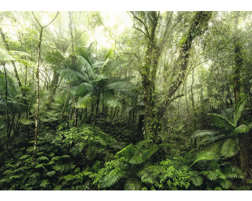 Tät tropisk skog med frodig vegetation