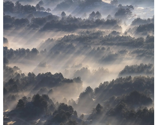 Utsikt över en skog i dimma med infallande solljus