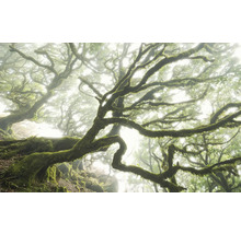 Dimhöljd skog med mossbeklädda träd
