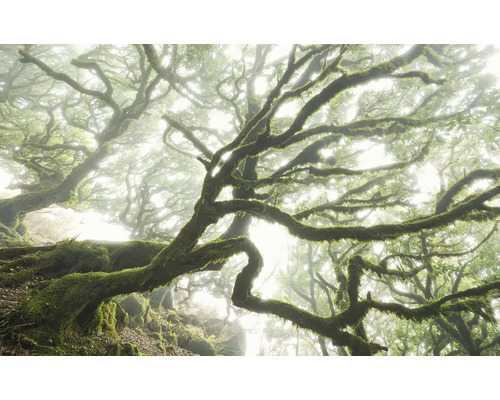 Dimhöljd skog med mossbeklädda träd