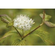 Blomma av kornell