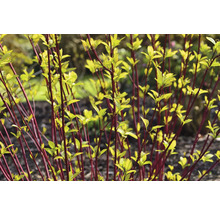 Röd kornell med unga blad i trädgården.