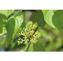 Närbild av blomställningar med blad