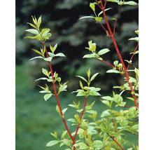 Kornell med röda grenar och gröna blad