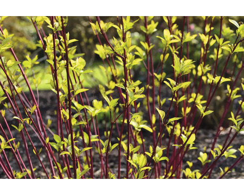 Röd kornell med unga blad i trädgården