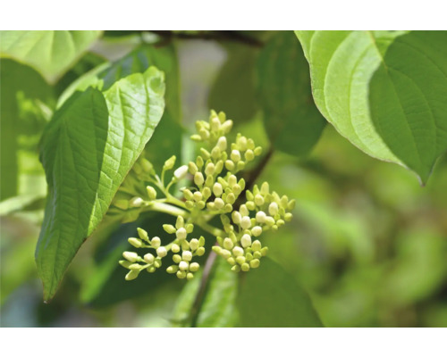 Blomknoppar av en växt med gröna blad