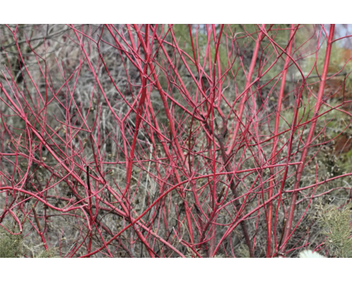 Närbild av buske med röda grenar