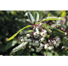 Gren av oxbär med vita frukter och gröna blad