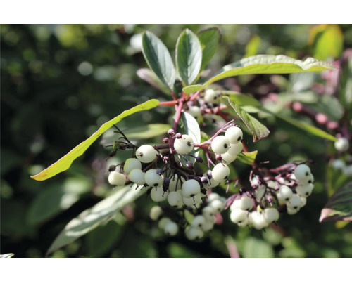 Gren av oxbär med vita frukter och gröna blad