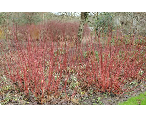 Röd kornell i trädgårdsrabatt