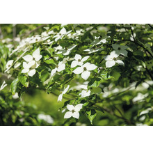 Blommande blomsterkornell med vita blommor och gröna blad.