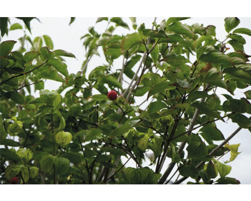 Blad och frukt av Cornus kousa