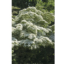 Blommande blomsterkornell i trädgården