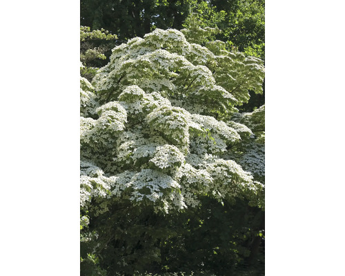 Blommande blomsterkornell i trädgården