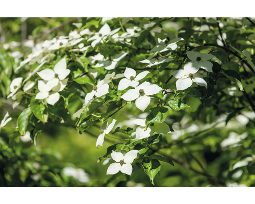 Blommande blomsterkornell i detalj