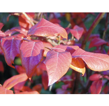 Närbild av bladverk från en häckväxt