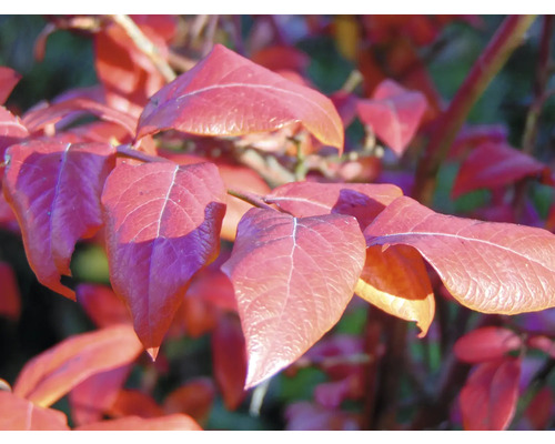Närbild av bladverk från en häckväxt