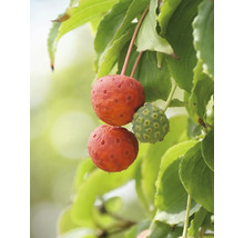 Närbild av kornell med blad