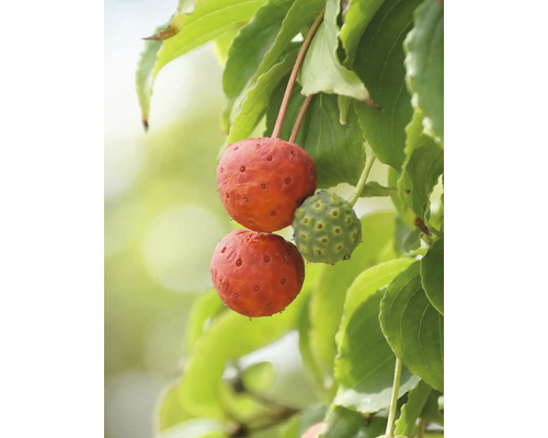 Närbild av kornell med blad