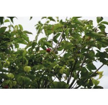 Blad och frukt av ett blomsterkornellträd